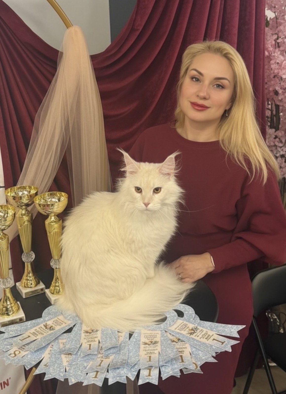 порода мейн кун