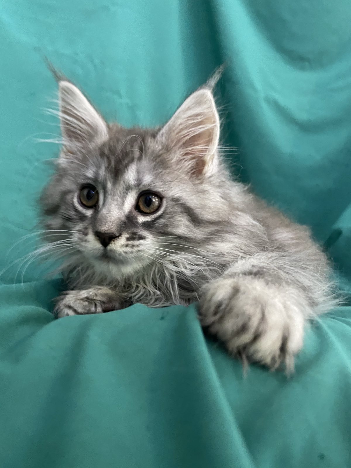 мейн кун котенок Сикрест