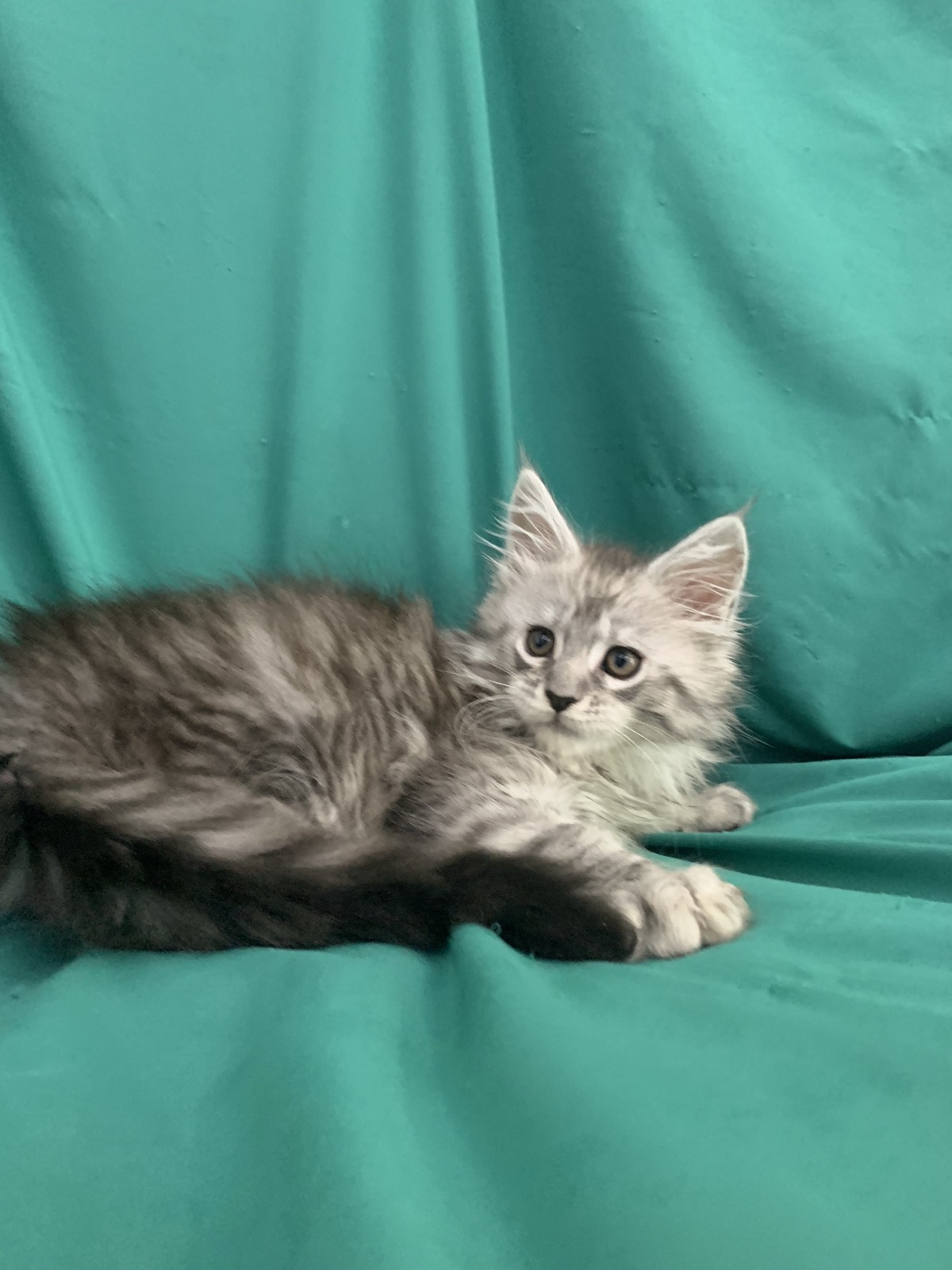 maine coon kitten sugar