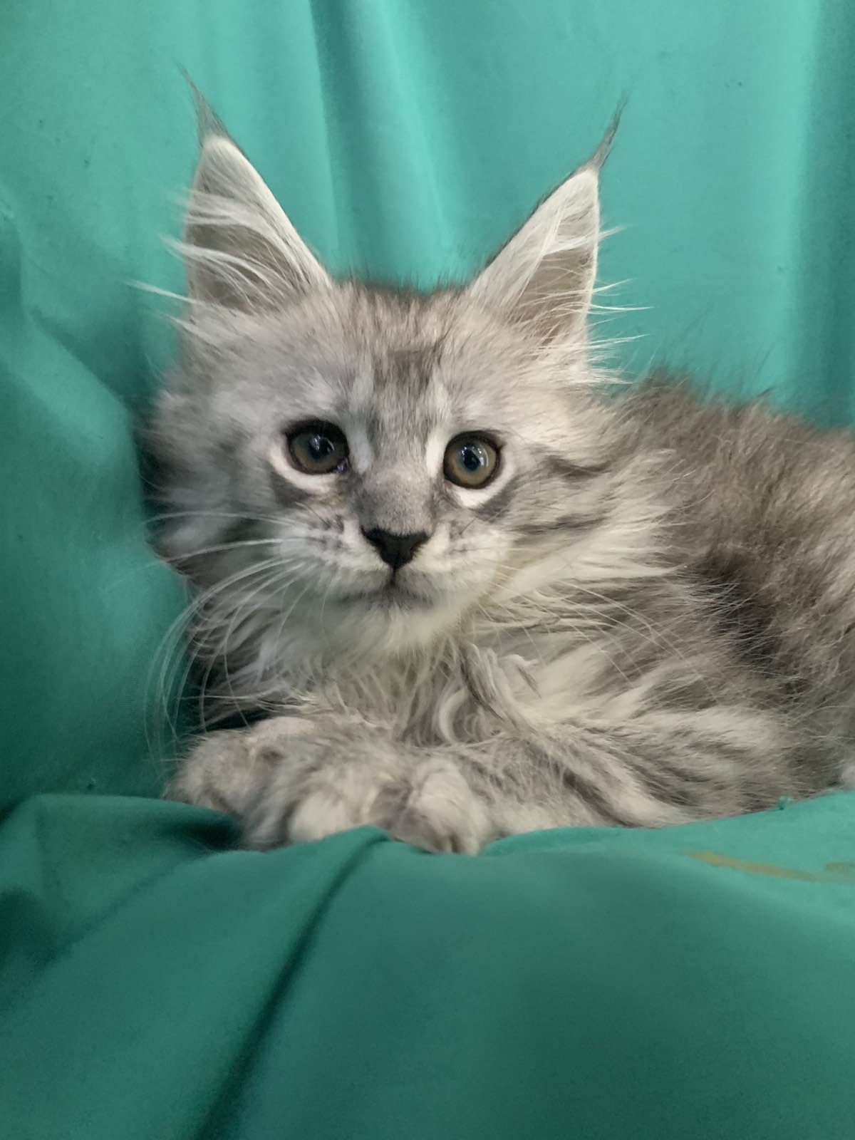 котенок мейн кун Шугар Сурпрайс