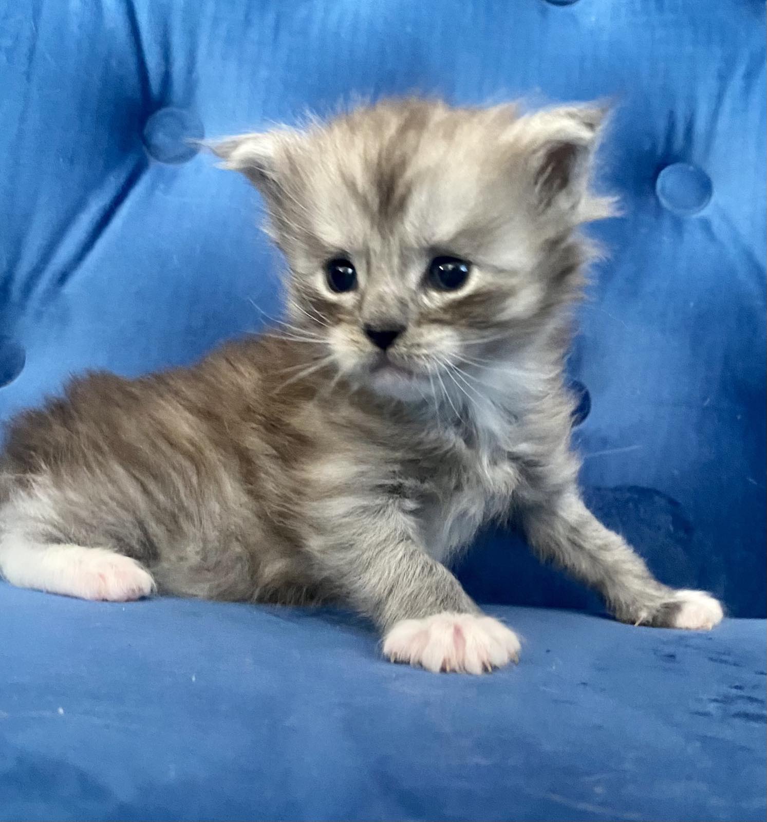 котенок мейн кун черный дым