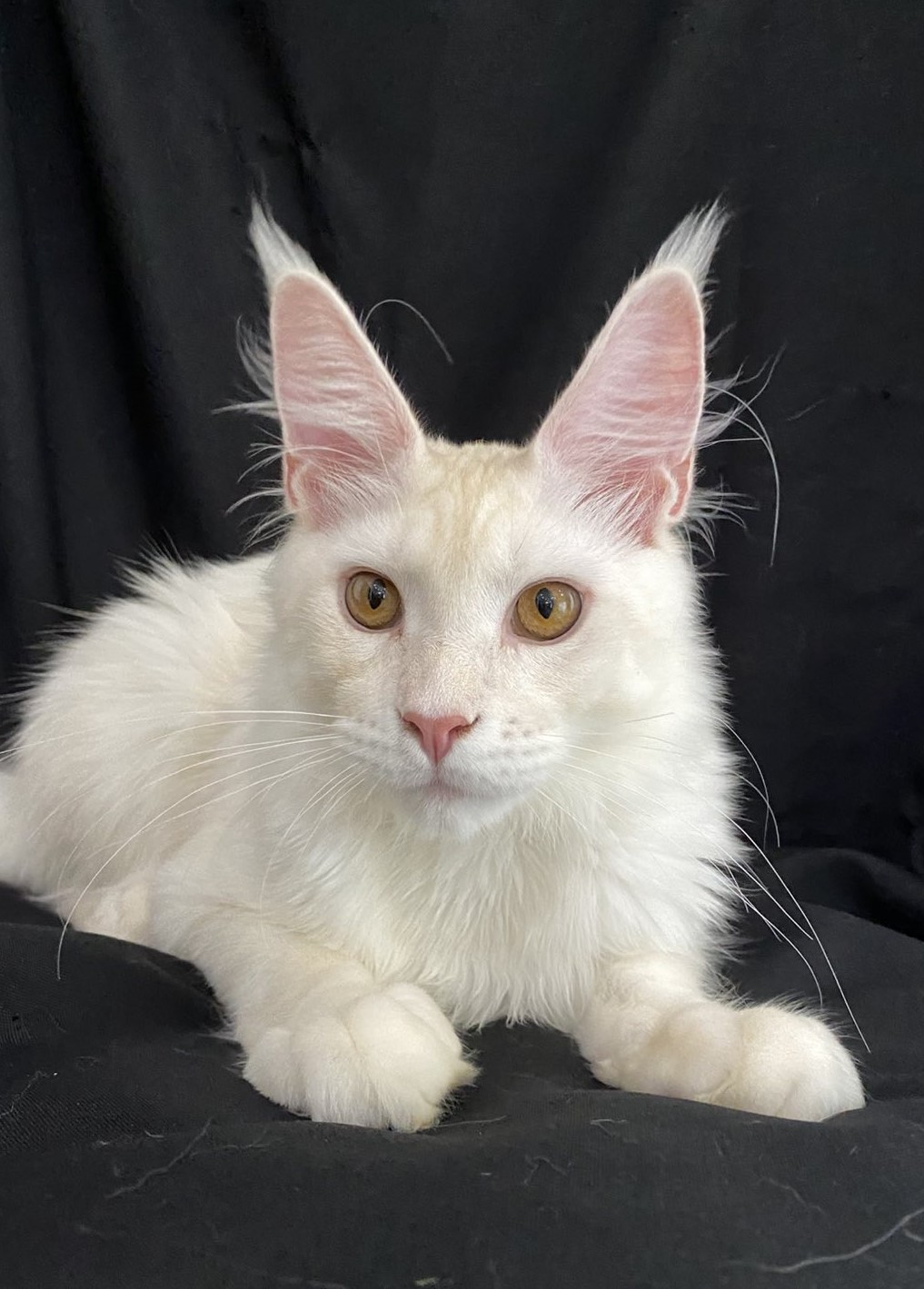 кремовый мейн кун