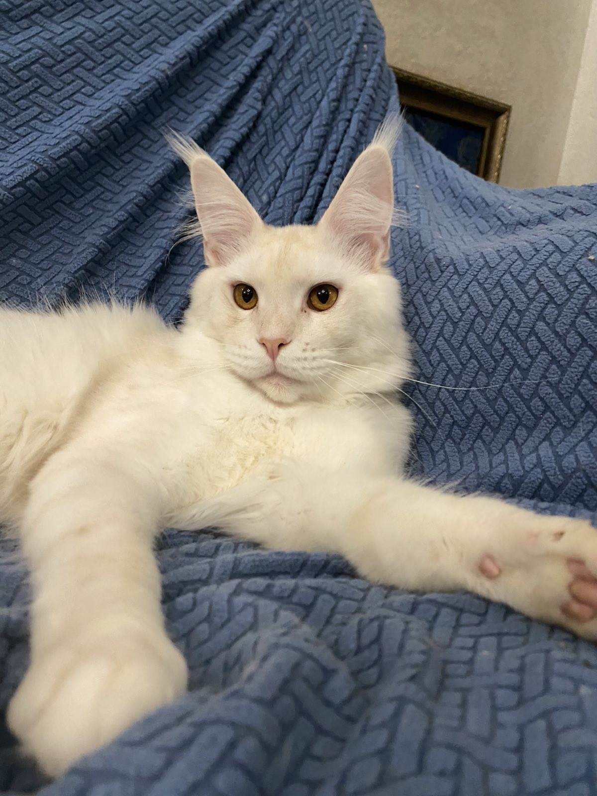 мейн кун Хедли