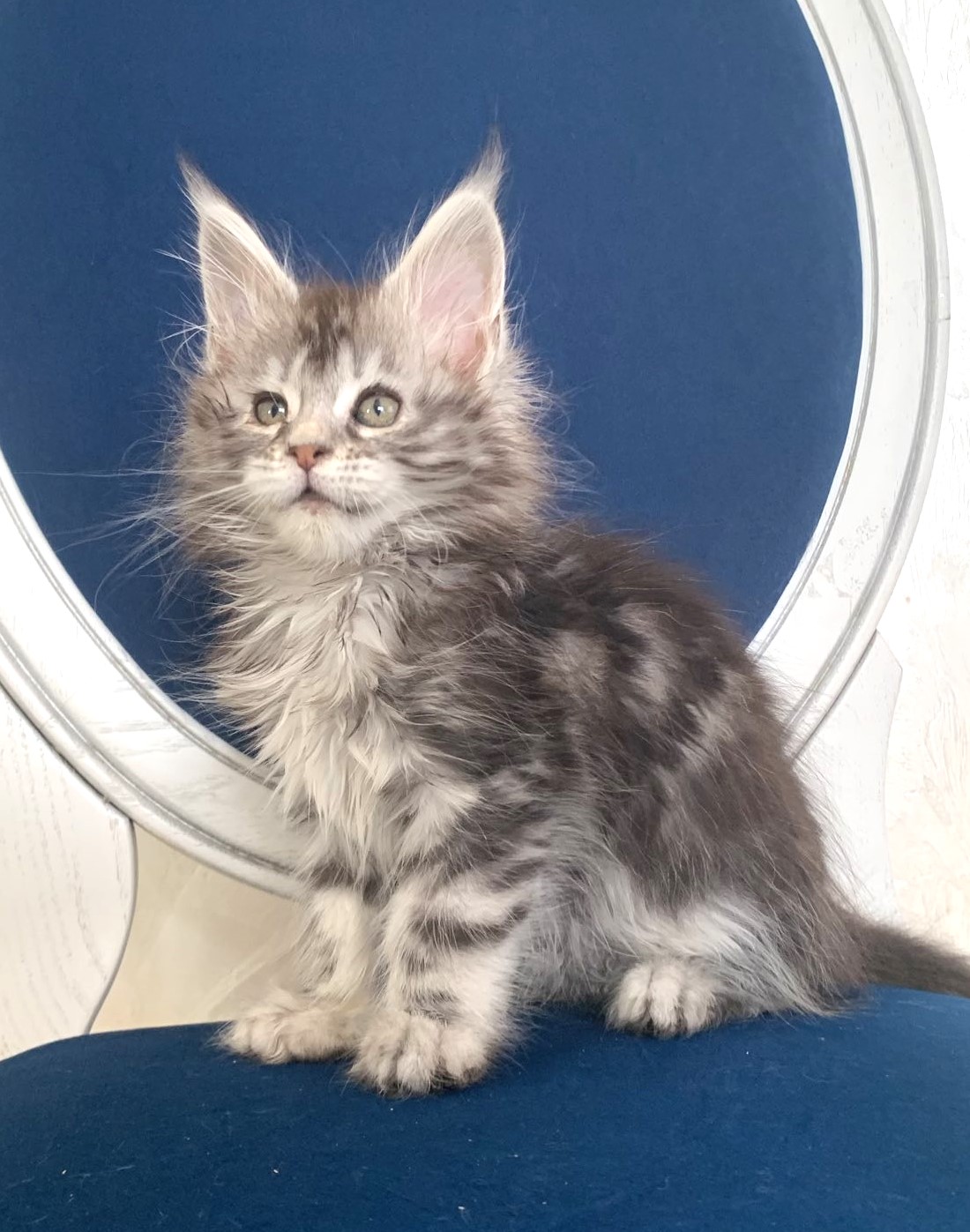 котенок мейн кун