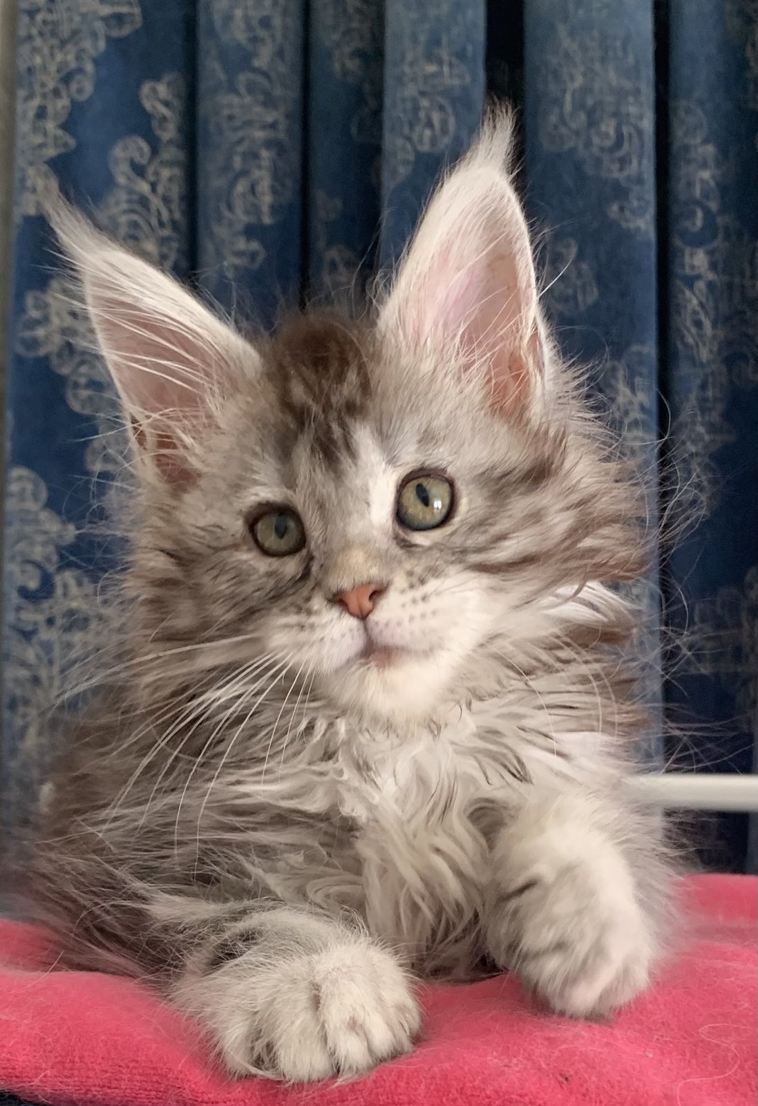 котенок мейн кун