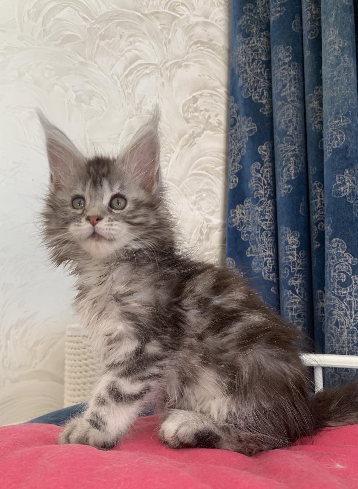 серебристый котенок мейн кун