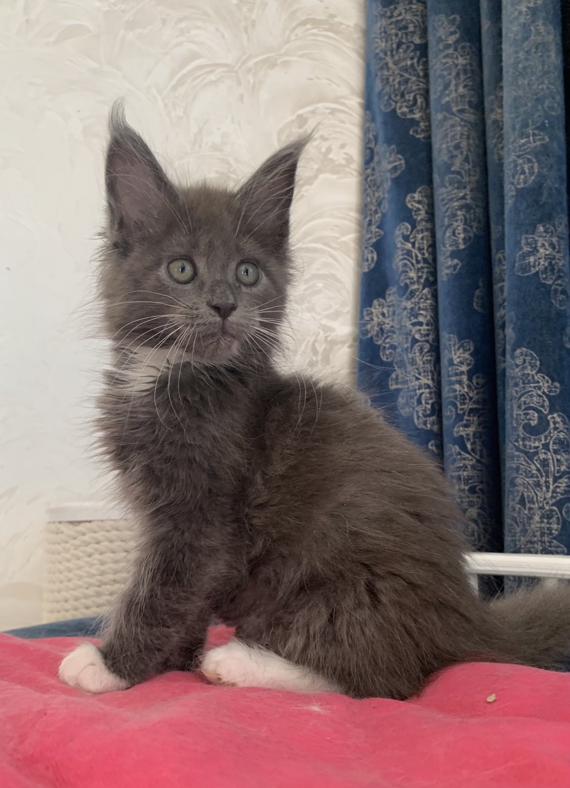 голубой котенок мейн кун с белым