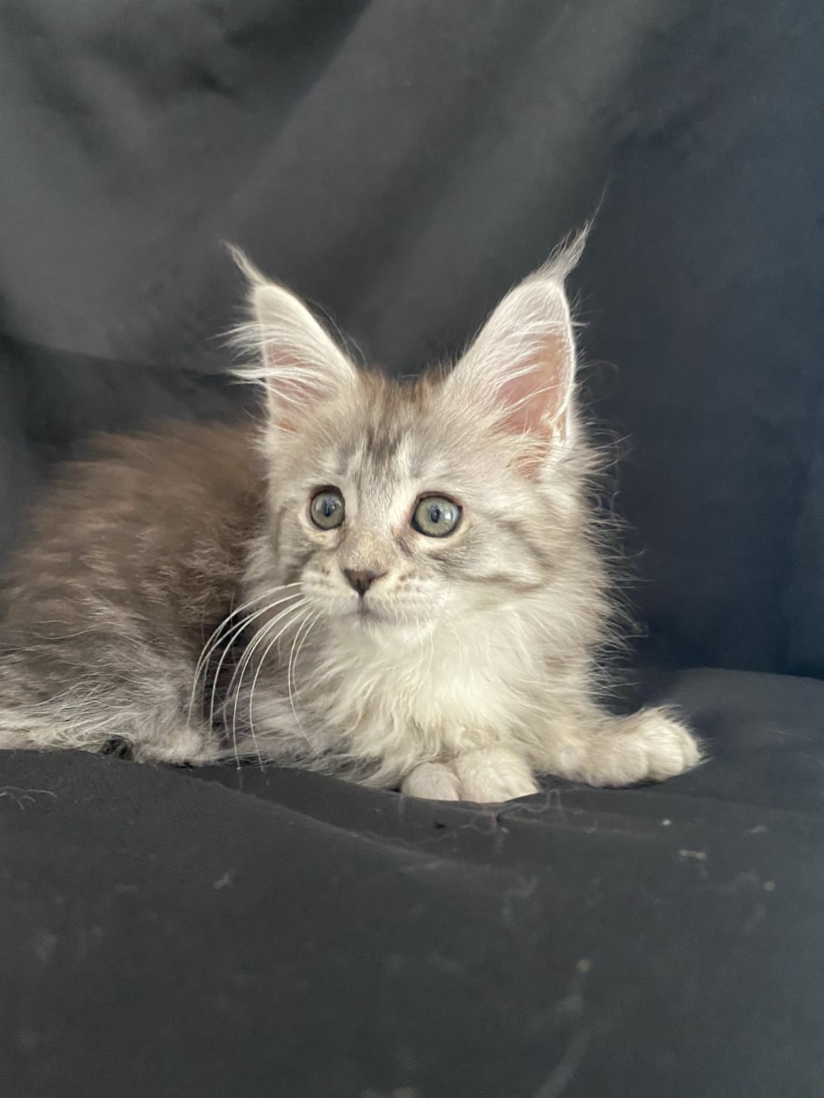котенок мейн кун 1 мес