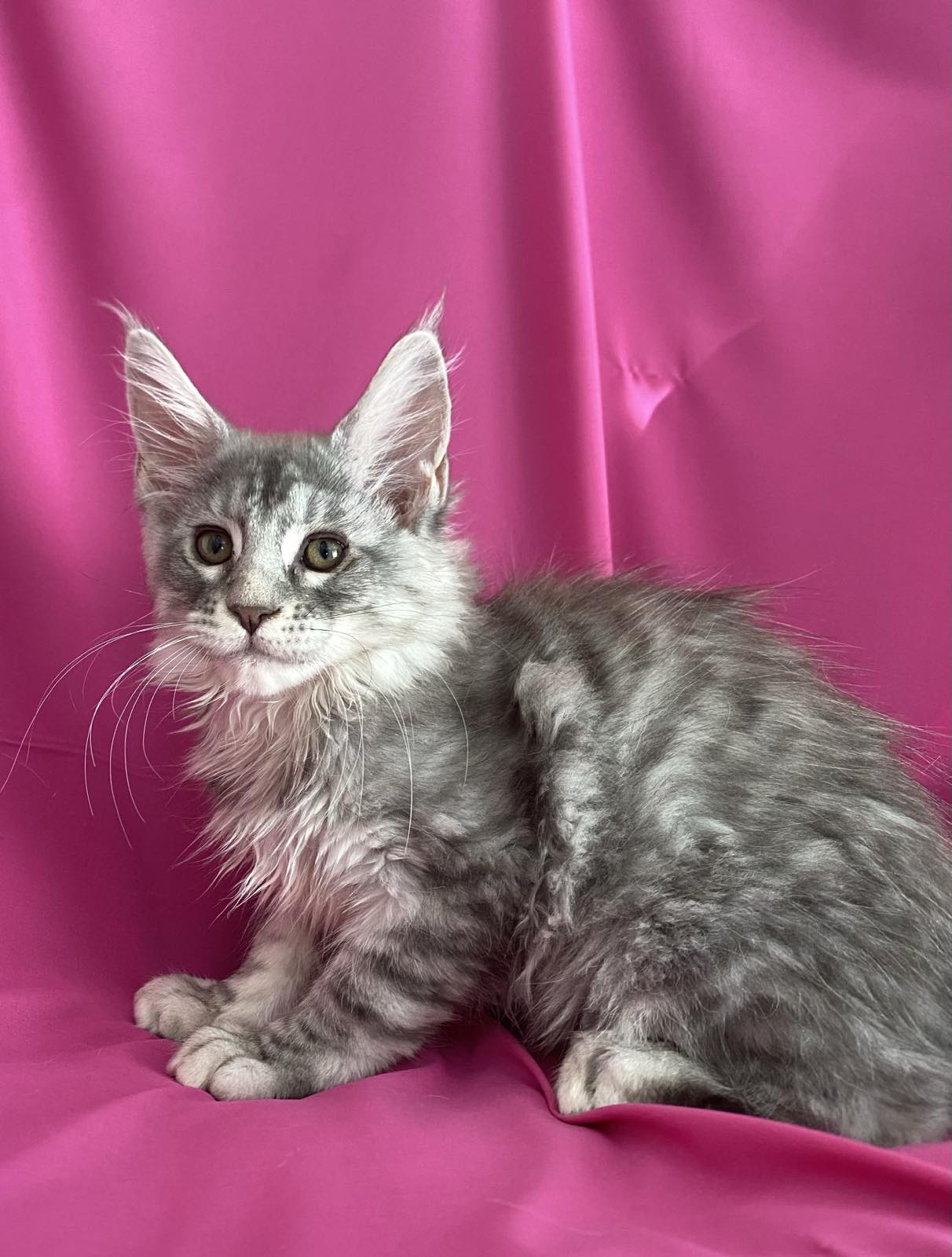 котенок мейн кун