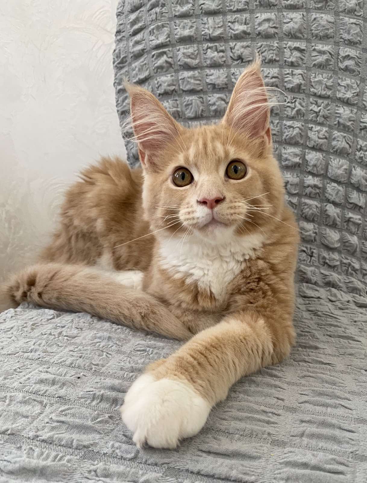 maine coon kitten cream and white Yunis