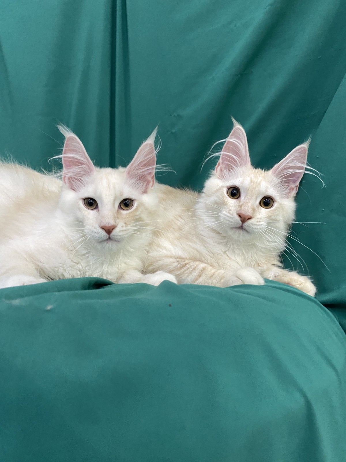 котята мейн кун