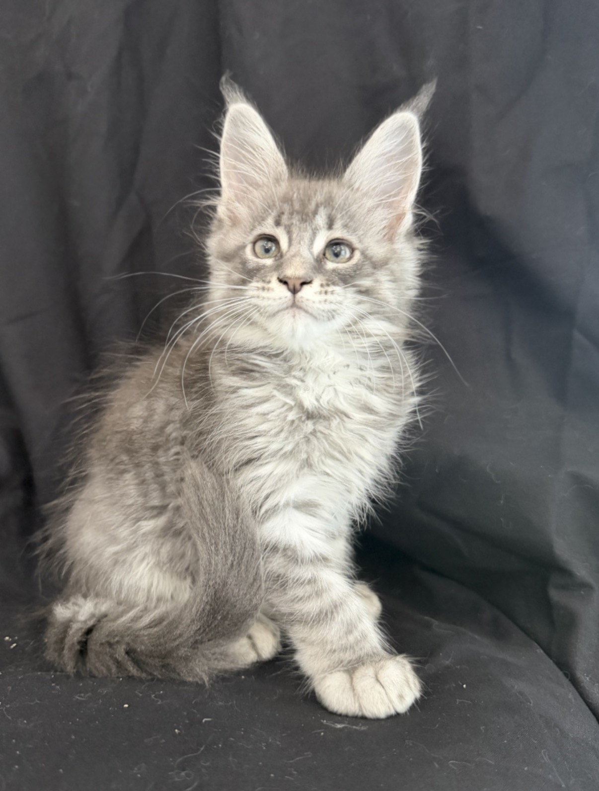 adorable maine coon kitten