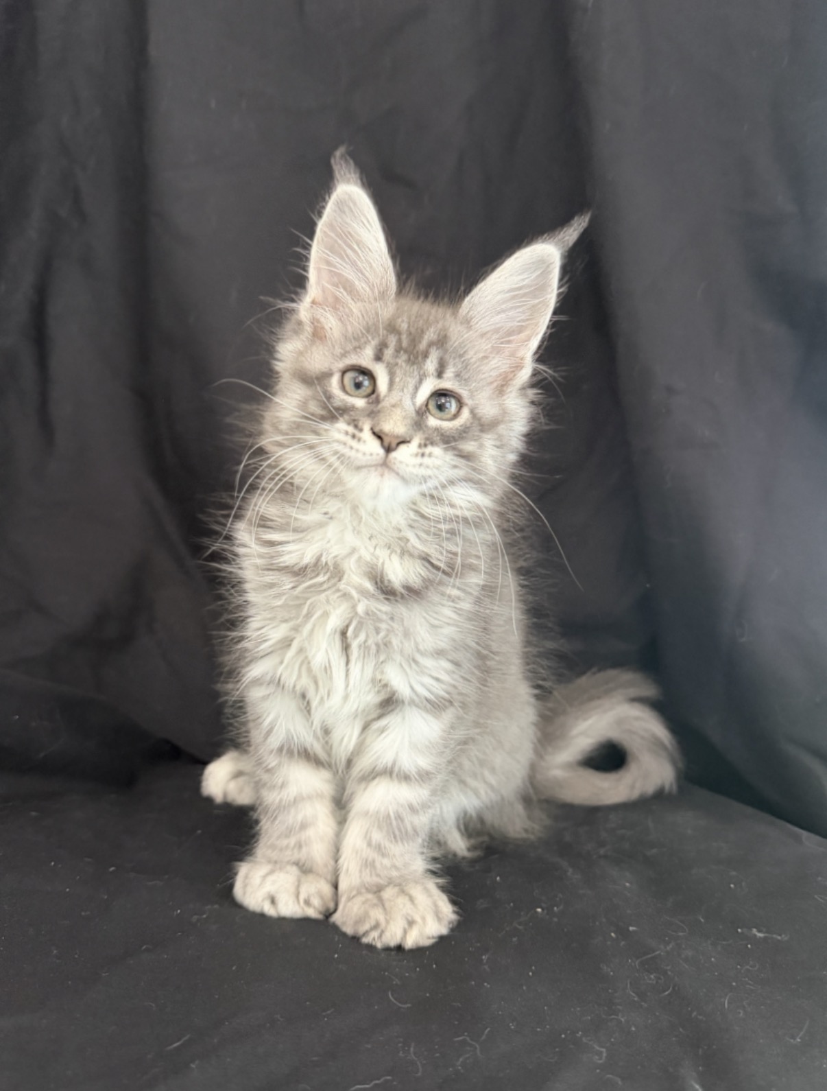 maine coon kitten Zangi de Ziro