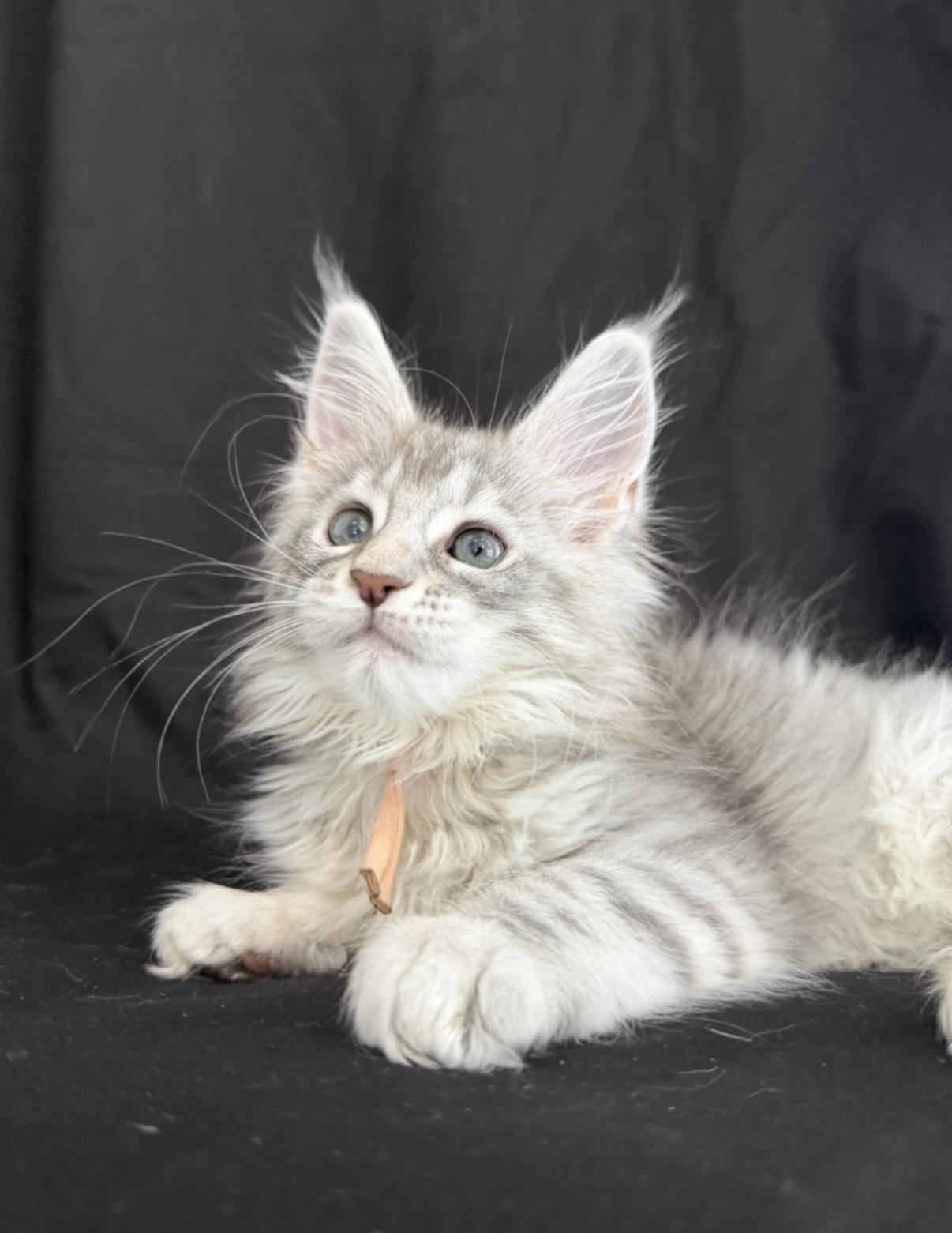 maine coon kitten Zarqa