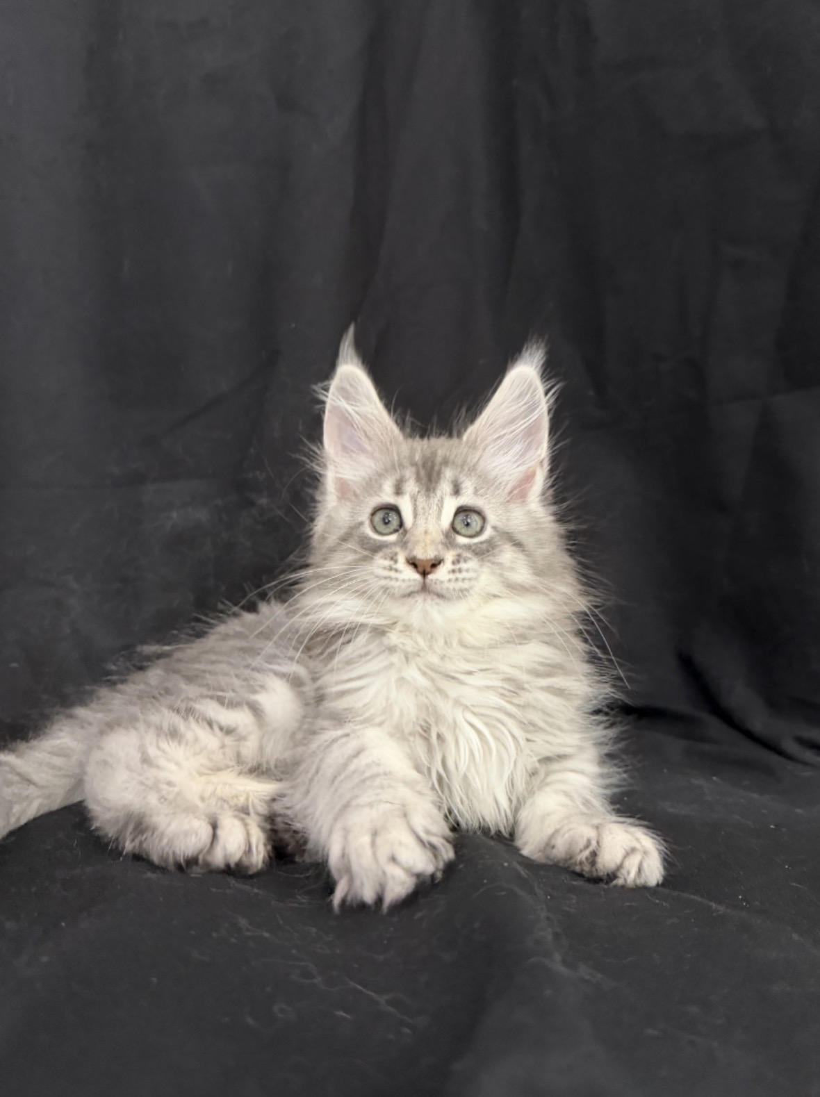 maine coon kitten Zelda