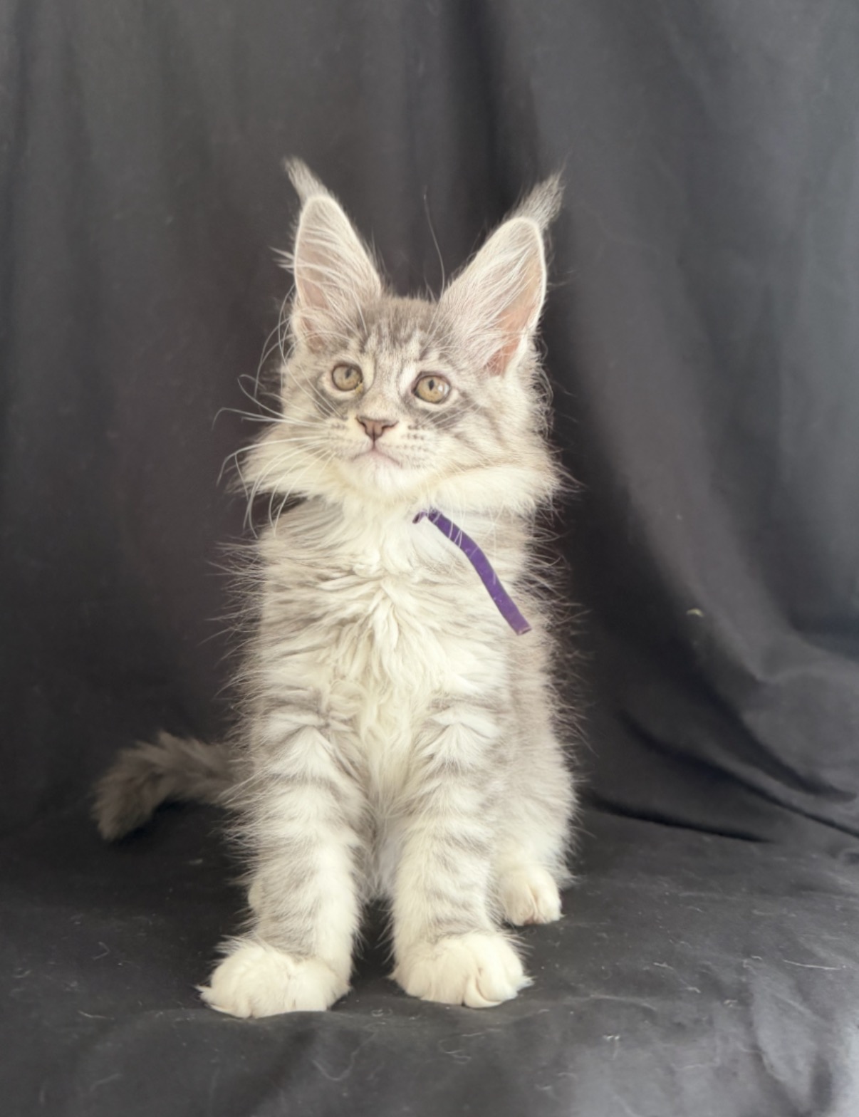 maine coon kitte Zibo