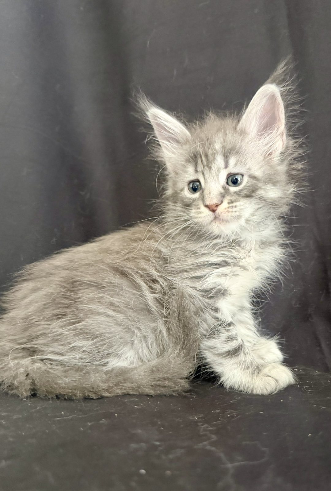 maine coon kitten Zimba