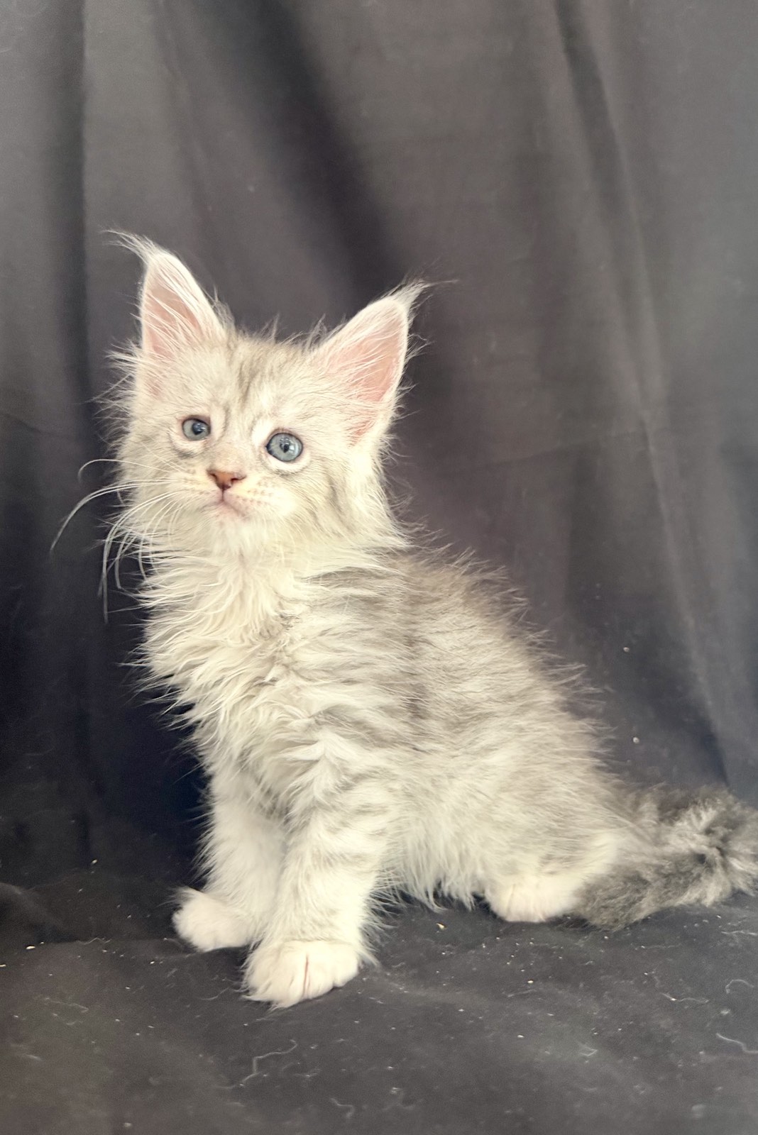 maine coon kitten Zenica