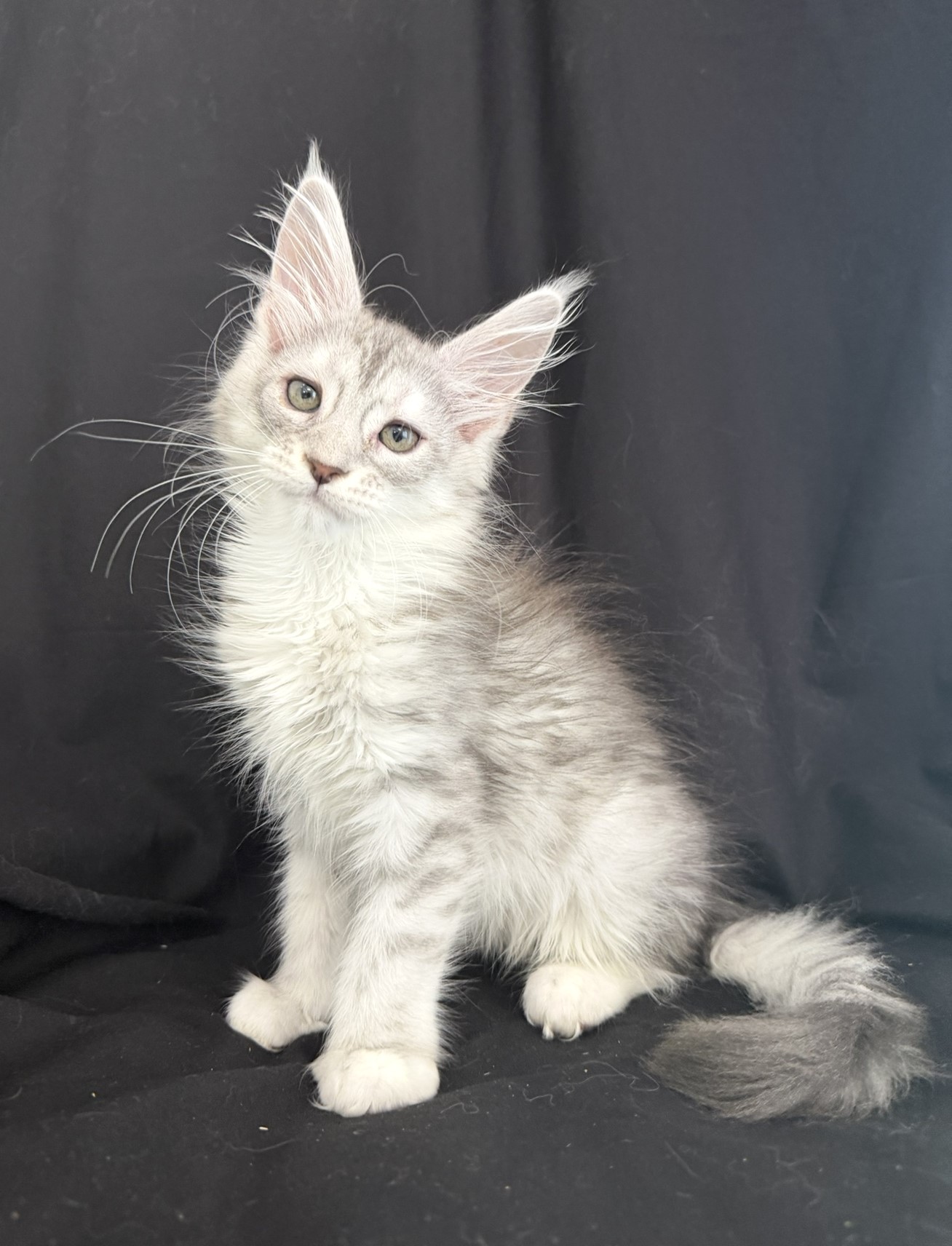 maine coon kitten Zalina
