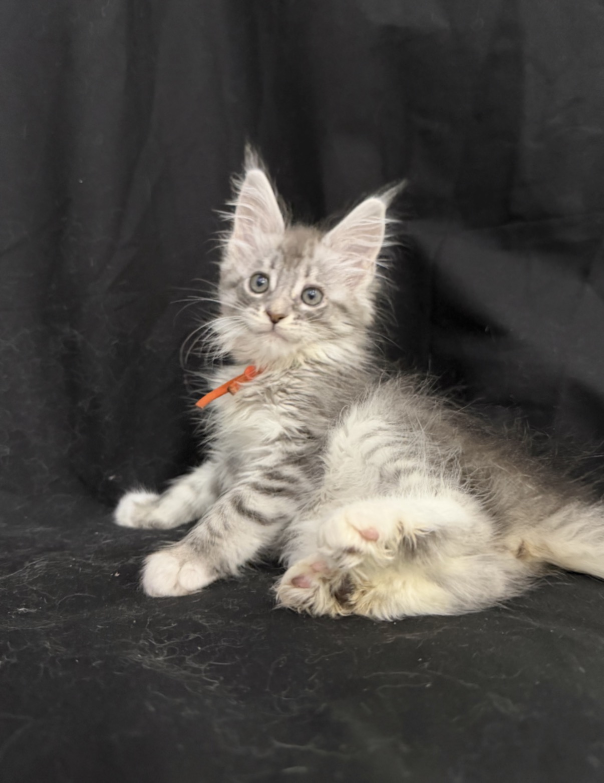 maine coon kitten Zoryana